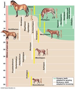 Evolutionary trends in horses