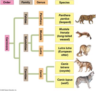 Phylogenetic tree of Carnivora