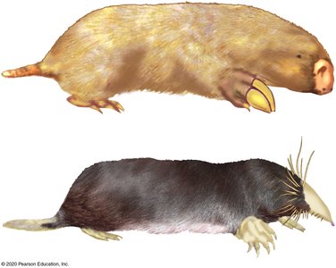Australian mole and North American mole (analogous traits)