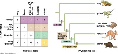 Monophyletic group