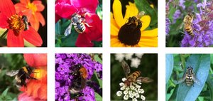 Various pollinators visiting flowers