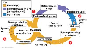 Fungal life cycle diagram