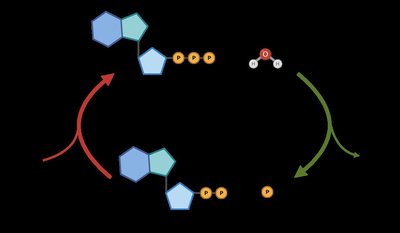 ATP hydrolysis and phosphorylation cycle