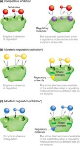 Enzyme regulation: competitive inhibition, allosteric activation, allosteric inhibition