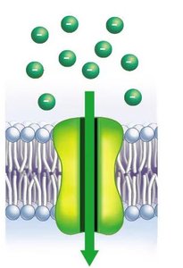 Ions moving down an electrochemical gradient