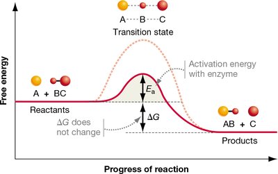 Activation energy diagram with enzyme