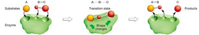 Enzyme-substrate complex and induced fit