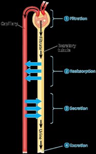 Diagram of nephron filtration, reabsorption, secretion, and excretion