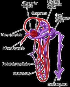 Detailed nephron structure with labeled regions