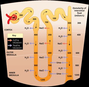 Osmolarity gradient in the kidney nephron