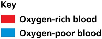 Fish single-circuit circulatory system