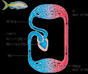 Amphibian three-chambered heart