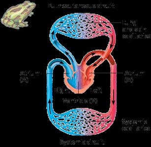 Mammalian four-chambered heart