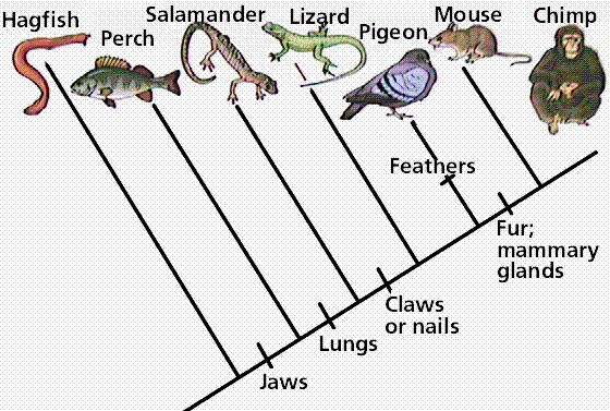 Cladogram showing evolutionary relationships among vertebrates