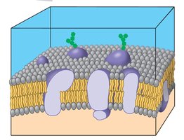 Diagram of the plasma membrane showing the phospholipid bilayer, membrane proteins, and carbohydrate chains