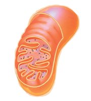 Diagram of a mitochondrion showing outer membrane, inner membrane, cristae, and matrix