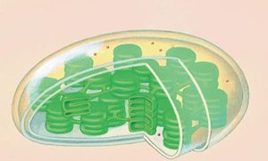 Diagram of a chloroplast showing thylakoids, granum, and stroma