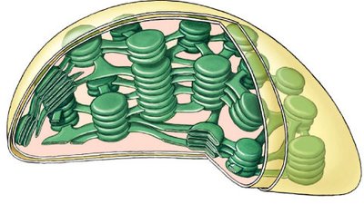 Chloroplast structure showing thylakoids and grana
