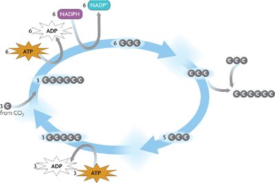 Calvin Cycle diagram