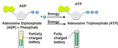 ATP energy transfer diagram