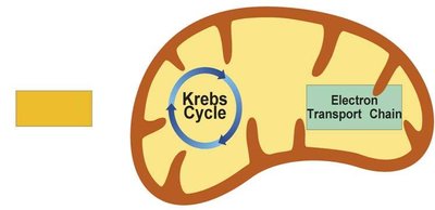 Cellular respiration overview: cytoplasm and mitochondrion