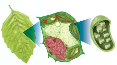 Leaf, leaf cell, and chloroplast