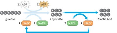 Lactic acid fermentation pathway