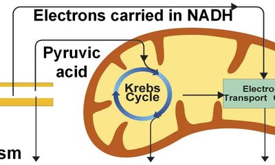 Glycolysis step in aerobic respiration