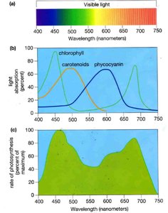 Graph of light absorption by plant pigments