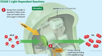 Diagram of light-dependent reactions in chloroplast