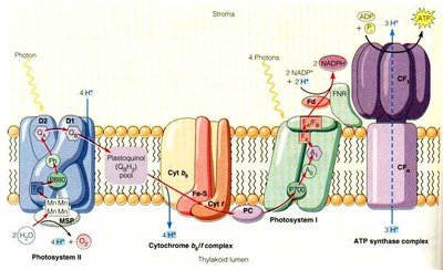 Photosynthetic electron transport chain