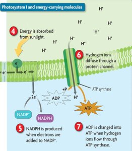 Photosystem I and ATP/NADPH production