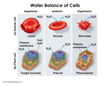 Water balance in animal and plant cells