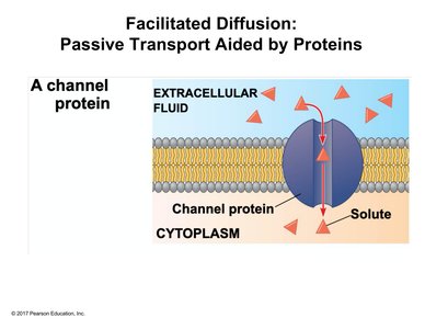Facilitated diffusion via channel protein