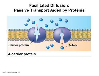 Facilitated diffusion via carrier protein