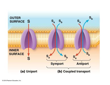 Uniport, symport, and antiport carrier proteins
