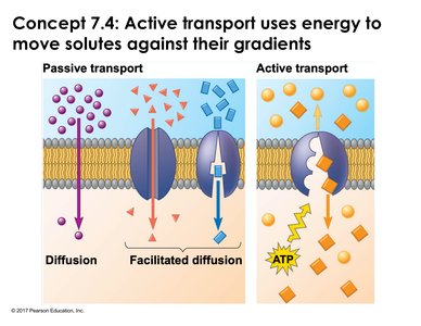 Active transport vs passive transport