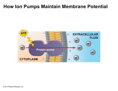 Proton pump and membrane potential