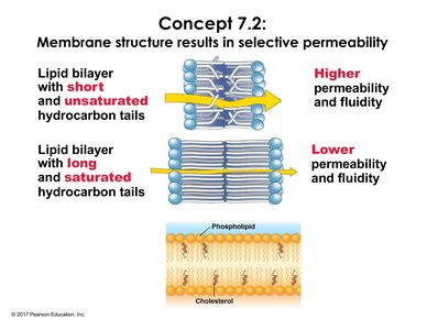 Phospholipid bilayer fluidity and permeability
