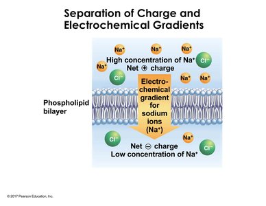 Electrochemical gradient for sodium ions