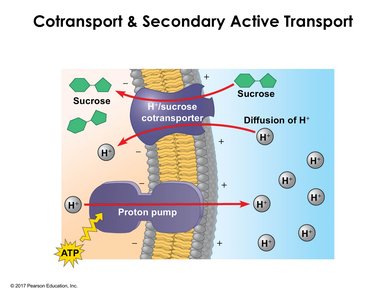 Cotransport and secondary active transport