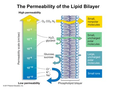 Permeability of the lipid bilayer