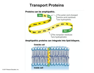 Amphipathic transport proteins in the membrane