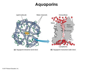 Aquaporin structure and water channel