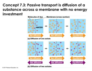 Simple diffusion across a membrane