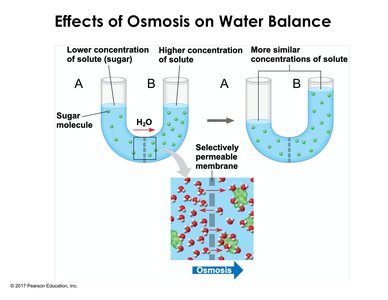 Osmosis and water balance