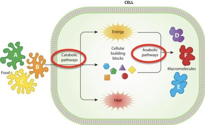 Diagram of catabolic and anabolic pathways in a cell