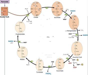 Citric acid cycle diagram
