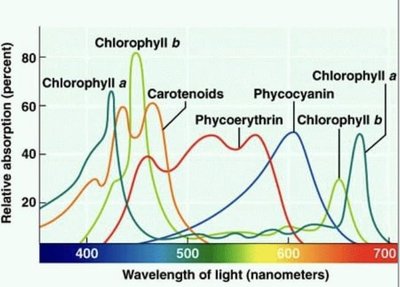 Photosystems and electron flow in light reactions