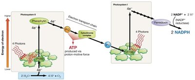 Calvin cycle diagram